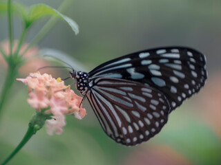 Obraz premium リュウキュウアサギマダラ