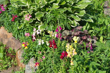 Decorative flowerbed in the garden with a multicolored snapdragon (Lat. Antirrhinum) in the foreground