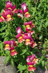 Obraz na płótnie Canvas Snapdragon (Lat. Antirrhinum) blooms in a flower bed in a summer garden