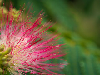 雨の午後のねむの花