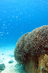 Obraz premium Wide underwater view of coral reef and tropical fish