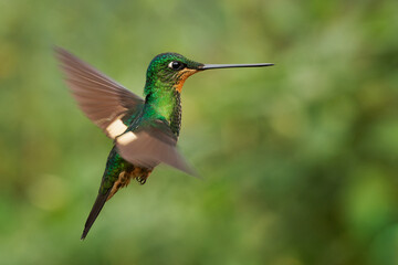 Buff-winged Starfrontlet - Coeligena lutetiae  hummingbird in the brilliants, tribe Heliantheini in subfamily Lesbiinae, found in Colombia, Ecuador and Peru, flying bird on green background