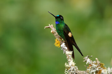 Fototapeta premium Buff-winged Starfrontlet - Coeligena lutetiae hummingbird in the brilliants, tribe Heliantheini in subfamily Lesbiinae, found in Colombia, Ecuador and Peru, flying bird on green background