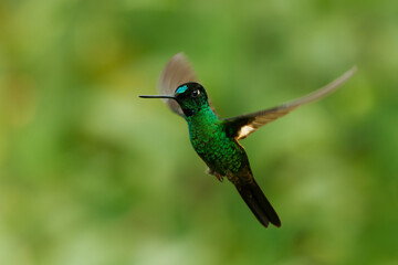 Buff-winged Starfrontlet - Coeligena lutetiae  hummingbird in the brilliants, tribe Heliantheini in subfamily Lesbiinae, found in Colombia, Ecuador and Peru, flying bird on green background