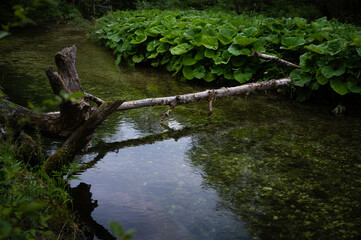 Flusslauf der Erlauf am Huflattichufer