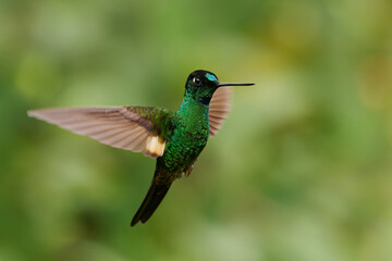 Fototapeta na wymiar Buff-winged Starfrontlet - Coeligena lutetiae hummingbird in the brilliants, tribe Heliantheini in subfamily Lesbiinae, found in Colombia, Ecuador and Peru, flying bird on green background