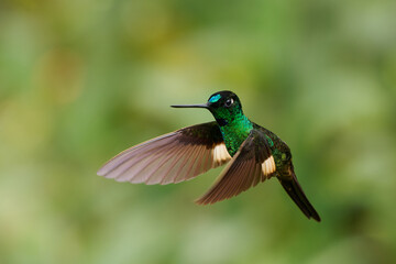 Buff-winged Starfrontlet - Coeligena lutetiae  hummingbird in the brilliants, tribe Heliantheini in subfamily Lesbiinae, found in Colombia, Ecuador and Peru, flying bird on green background