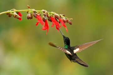 Buff-winged Starfrontlet - Coeligena lutetiae  hummingbird in the brilliants, tribe Heliantheini in subfamily Lesbiinae, found in Colombia, Ecuador and Peru, flying bird on green background