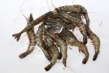 shrimp