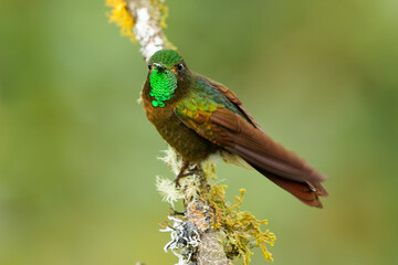 Tyrian Metaltail - Metallura tyrianthina hummingbird in subfamily Lesbiinae, the brilliants and...