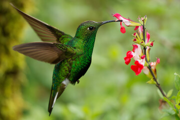Mountain Velvetbreast - Lafresnaya lafresnayi green hummingbird in brilliants, tribe Heliantheini in subfamily Lesbiinae, found in Colombia, Ecuador, Peru and Venezuela, flying on the bloom © phototrip.cz