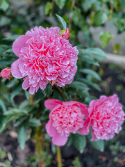 flower bed with peonies