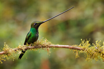 Sword-billed hummingbird - Ensifera ensifera also swordbill, Andean regions of South America, genus...