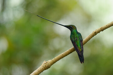 Sword-billed hummingbird - Ensifera ensifera also swordbill, Andean regions of South America, genus Ensifera, unusually long bill to drink nectar from flowers with long corollas. Green background