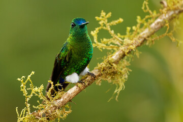 Sapphire-vented Puffleg - Eriocnemis luciani hummingbird in the brilliants, Heliantheini in subfamily Lesbiinae, bird on the yellow blossom found in Colombia, Ecuador, Peru, Venezuela