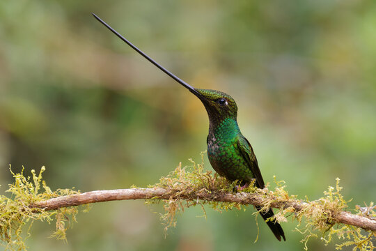Sword-billed hummingbird - Ensifera ensifera also swordbill, Andean regions of South America, genus Ensifera, unusually long bill to drink nectar from flowers with long corollas. Green background