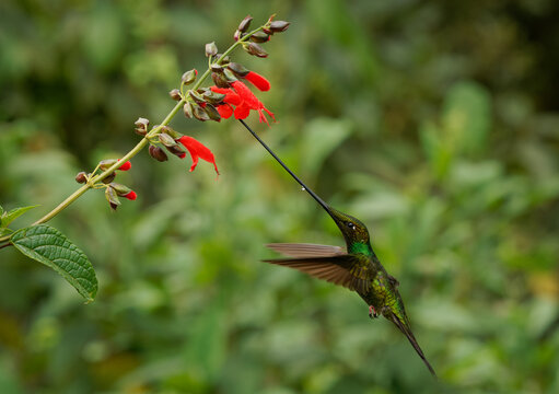 Sword-billed hummingbird - Ensifera ensifera also swordbill, Andean regions of South America, genus Ensifera, unusually long bill to drink nectar from flowers with long corollas. Green background