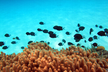 珊瑚と魚達