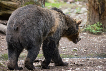 A large brown bear walks through the forest.