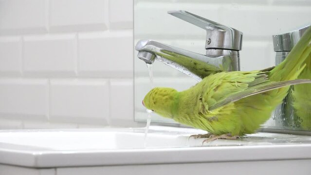 Parrot Bird Washing in Sink, Alexander Parrot Playing Drinking Water, Indian, Funny Ring-necked Parakeet Birds, Children Pets