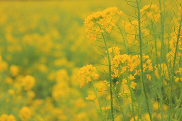 菜の花のアップ