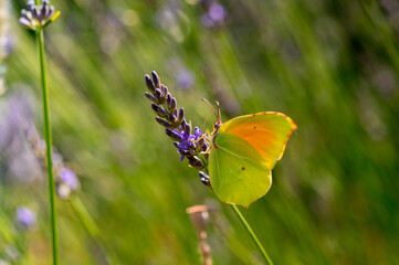 The Provence Citron butterfly or Gonepteryx Cleopatra, Family Pieridae, Subfamily Coliadinae in a lavender field in Provence