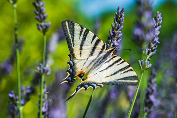 The Flambé or Iphiclides podalirius, Family Papilionidae, Subfamily Papilioninae in a lavender field in Provence