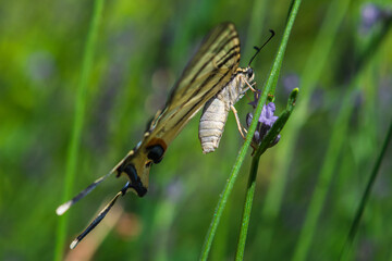 The Flambé or Iphiclides podalirius, Family Papilionidae, Subfamily Papilioninae in a lavender field in Provence