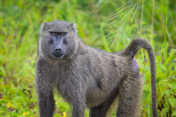 An Anubis baboon standing in a meadow