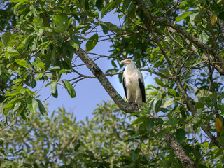 A palm nut vulture sitting on a tree