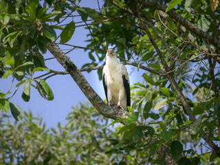 A palm nut vulture sitting on a tree
