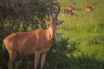 A hartebeest in Murchison Falls National Park