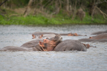 A group of Hippos in the water