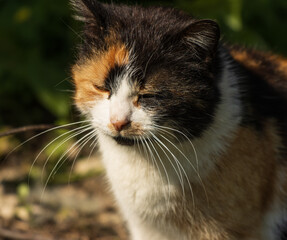 colorful cat walking on a summer day