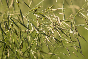 grass with spikelets as a background