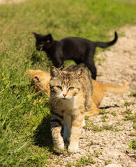 colorful cat walking on a summer day