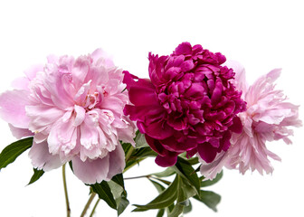 burgundy and pink peony flower as background © studybos
