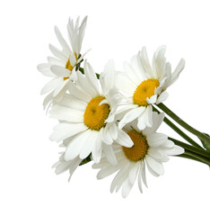 white chamomile flowers on white background