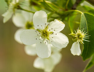 white pear flowers as background