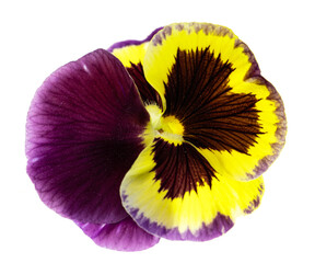 flower with purple and yellow petals isolated on white background