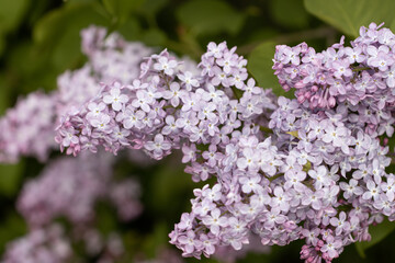 lilac flowers on a branch as a background