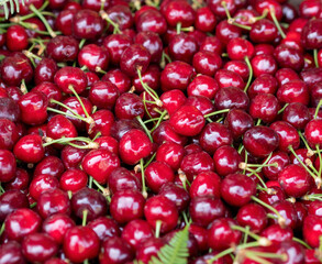 Cherry. Fresh organic berries with leaves macro. Fruit background