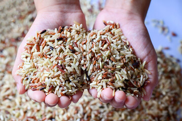 brown rice on child hand is carrying a pile of rice in the hand Islamic fitrah zakat concept ,...