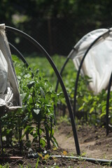 tomatoes grow in the garden which is located in the east of Ukraine, bed of plants