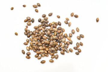 Cannabis seeds , Hemp seeds , Marijuana seed , cannabis seed isolated on white background for planting. THC CBD