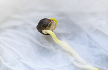 Cannabis Seedling on tissue wet for planting , close up Sprout Cannabis seeds , Hemp seeds , Marijuana seed. THC CBD