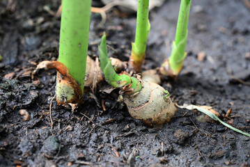 Ginger root on ground , nature ginger plant tree cultivate planting on soil , Growing ginger - 512266999