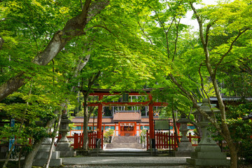 京都　大原野神社の鳥居と本殿　新緑