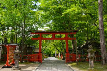 京都　大原野神社の鳥居と参道　新緑　