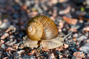 Roman snail Helix pomatia out on gravel road
